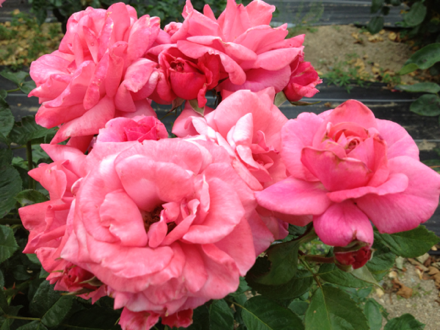 image-20130611184252.png